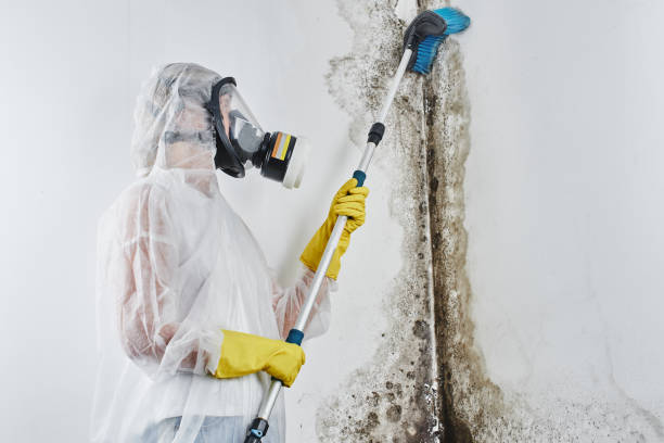 Best Specialized Mold Remediation in New Bedford, PA